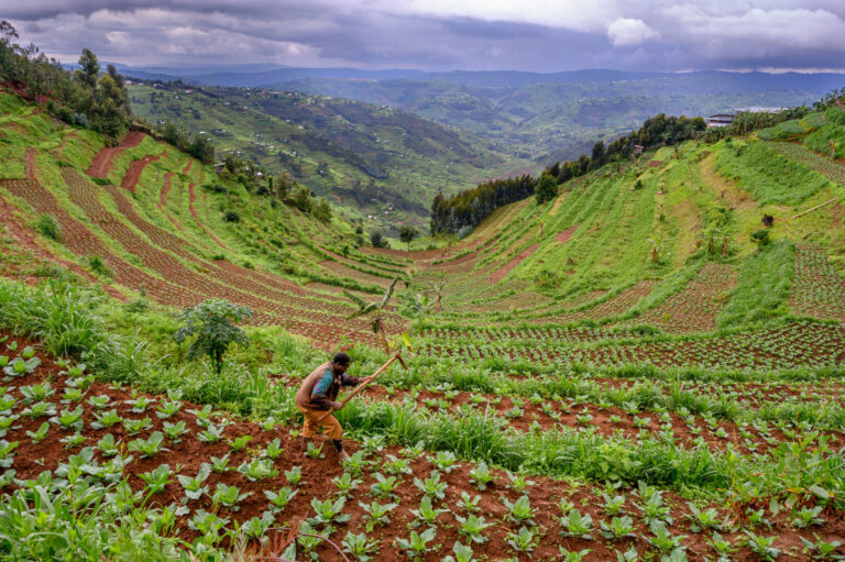 Rwanda Farm