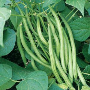 French beans