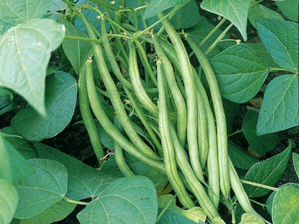 French beans