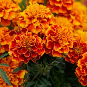 Marigold-flowers