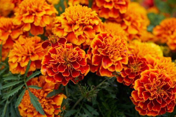 Marigold-flowers