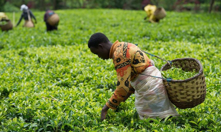 Rwanda tea farm