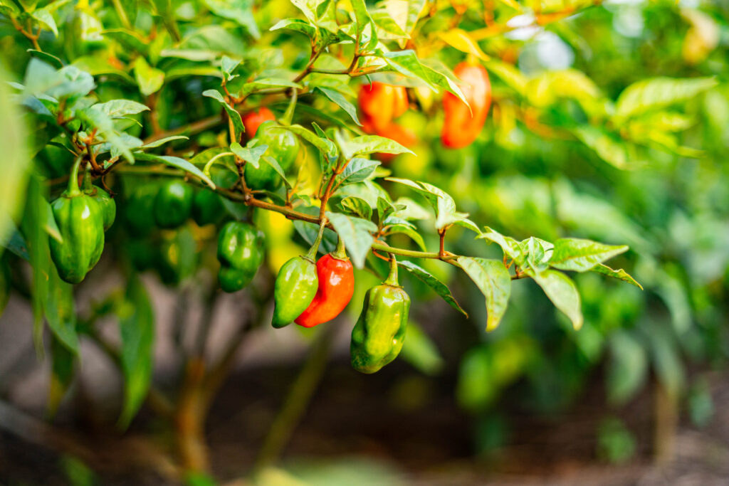 Our Beautiful Habanero chili